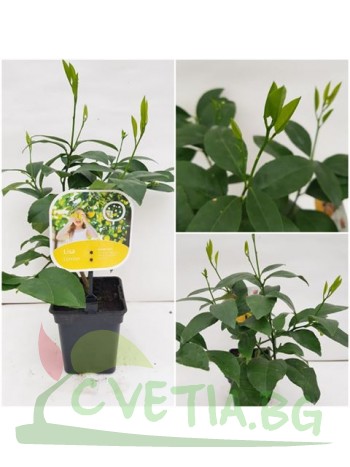 Лимон (Citrus limon- Lisa)